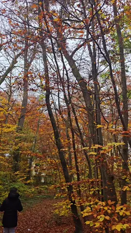 #فصل_الخريف🍂🍁 🍂🍁_ولازال_الخريف_ياخذنا_معه _في🍂 _رحلة بين _الفصول 🍁🍂