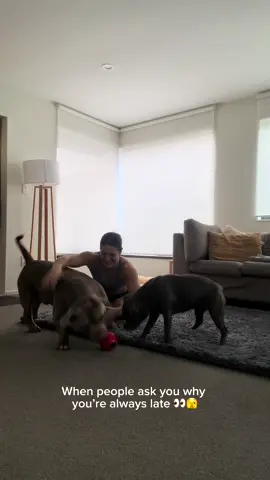 Sorry, I’m on my way! #dog #dogs #puppy #funnydog #americanbully #staffy #newzealand #dogsoftiktok 