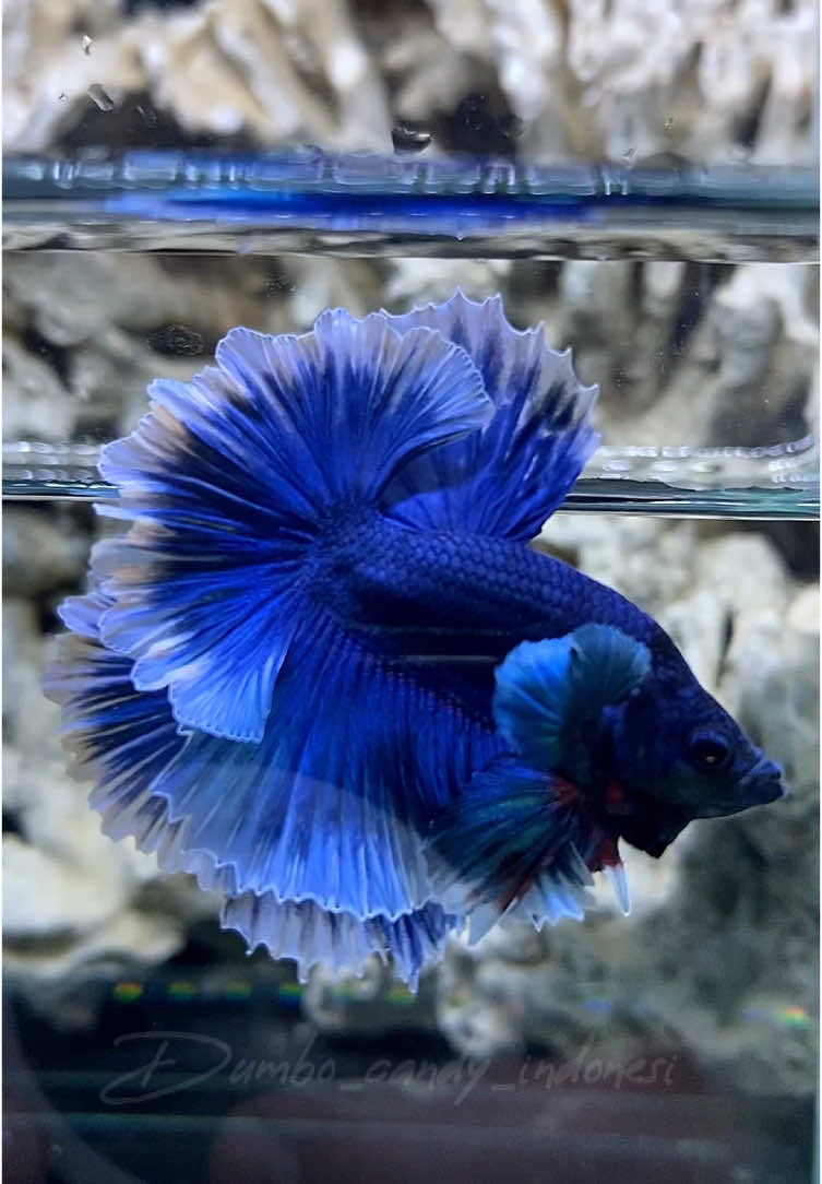 Redy pair🦋#dumboearbetta #cupang #cupanghias #cupanghiasindonesia #dumboear #cupanghalfmoon #cupangindonesiaofficial #bettafish #betta_lover #ikanhias #cupangkontes #ikancupanghias #fypシ #padahariini  #fetertail 