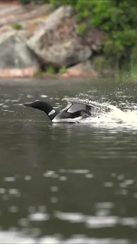 A compilation of loon calls by myself and @Ray Yeager. Ray has the best loon content youll find on social media. #birds #naturesounds #birdsounds #loon #commonloon #wildlifephotography 