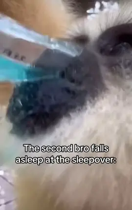 Real. #fyp #foryou #viral #real #sleepover 