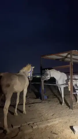 #ماشاءالله #اكسبلور #الشيخ_قريان 