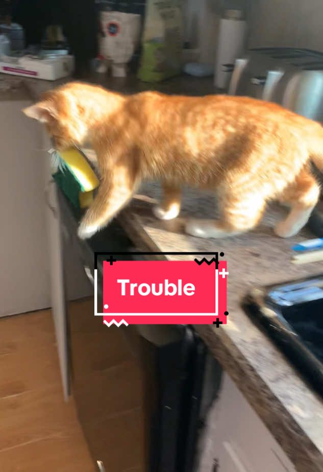 Now he likes sponges #orangecat #mischief #orangecatenergy #catmom #catsoftiktok #orangekitten #angryeats #troublemaker #kittens #catvideos 