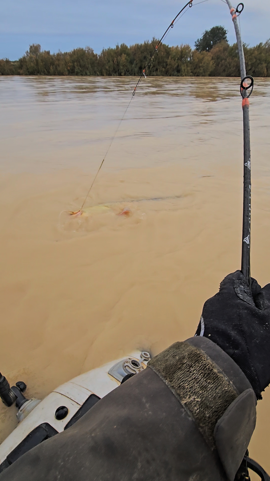 #fishing #pesca #wędkarstwo #catfish #siluro #sum 