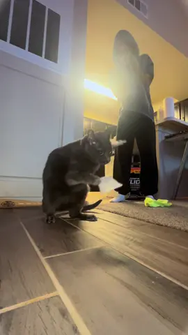 #catsoftiktok #catdance #throwitback #graycatsoftiktok 