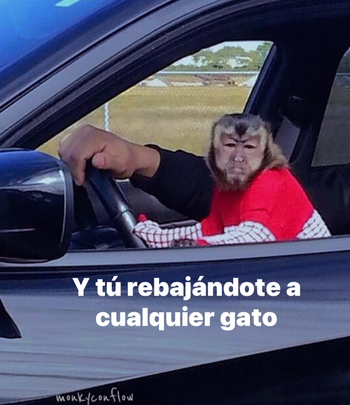 #monos #monkey #gabitoballesteros #fyp 