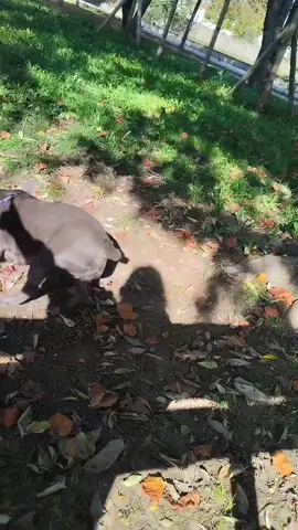 #bulldogs #bulldogfrances #frenchbulldog #fantastic4frenchies #frenchbulldogs #bulldogfrancese #bulldogsoftiktok #doglover  #adottauncane #bulldog #puppiesoftiktok #Love #