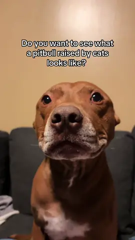 When opie first came home, i had 2 cats already. Opie quickly learned some cat-like behaviors! #pitbullsoftiktok #pitbullmix #cutedog #dogsviral #dogsoftiktok #pitbulllove 
