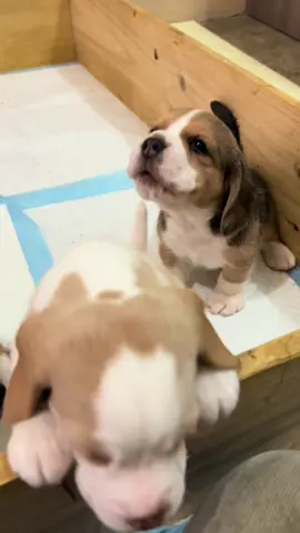 Aullando #beagle #beaglepuppy #beaglelife 