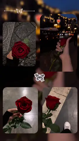 الورد الأحمر يخطف قلبي 𝑹𝒆𝒅 𝒇𝒍𝒐𝒘𝒆𝒓𝒔 𝒘𝒊𝒏𝒔 𝒎𝒚 𝒉𝒆𝒂𝒓𝒕.