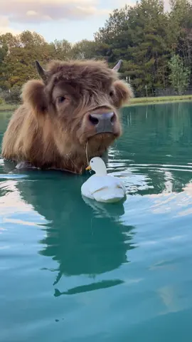 The way they BOTH just rolled out on me 😅 #minicow #highlandcow #cowsoftiktok #ducksoftiktok #duck 