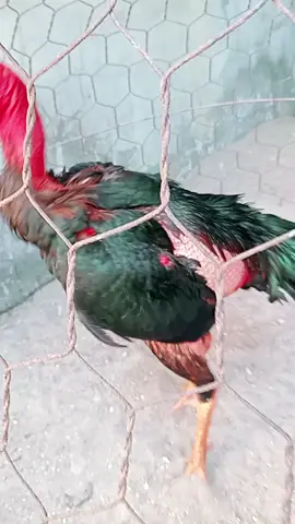 Một đôi chân ma mị 💪💪💪