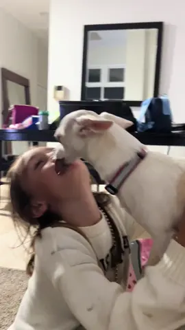 I started recording like a minute after this started 😂 i like my puppy kisses but apparently my niece loves them more haha #kiss #kisses #puppykisses #kids #dog #dogs #yuck #toomuch #puppylove #chihuahua #dogsoftiktok #chihuahuasoftiktok #Love #kidslovedogs 