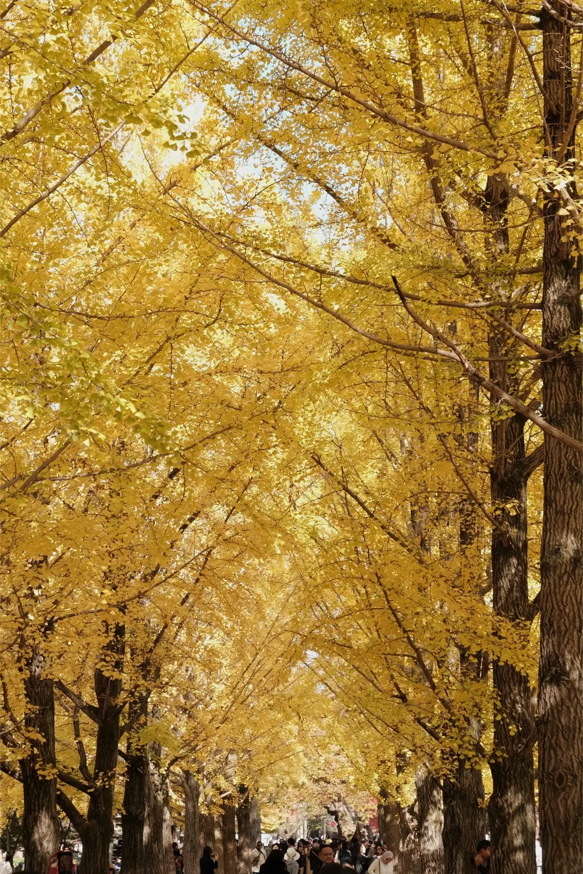 Tuổi thơ của tui gắn liền với những bộ phim ở đây. 🫶🏻Quay lại nami vào một ngày thu 🍂 #namiisland #seoul #southkorea #dulich #hanquoc 