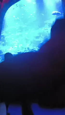 Aquarium Date #mnptourcirebon #mnptour_travelcirebon #mnptourcirebontemanwisataanda  @bxsea_official 