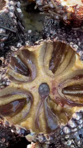 Seafood Adventure! #fyp  #foryou  #seafood  #seaurchins 