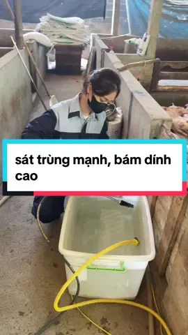 dịch bệnh phức tạp, phòng được cái gì đỡ cái đấy phải k các bác🥲  #Hienluongchanuoi #vuive #xh #viral #channuoi #thuocsattrung 