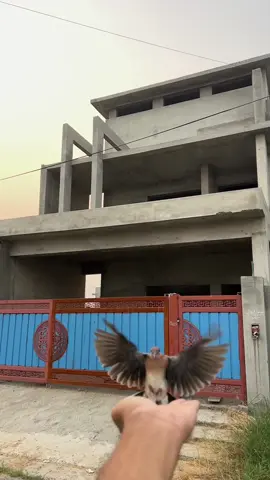 Dove ko hath par kese lgayen | How to hand tame ring neck dove | How to Free fly tranning dove baby? | Don,t under review my video | Handtame dove | Aj Pets #ahsanjutt #seeti #raju #shera #foryou #pigeon #kabootar #pets #birds #Love #tiktokviral #handtame #golumolu #dove #ajpets #badshah #mynatalkingbird #trending #mynabird #motupatlu #finches #crow #coco #shera #100kviews #unfrezzmyaccount #1millionviews #dontunderreviewmyvideo #PetsOfTikTok 