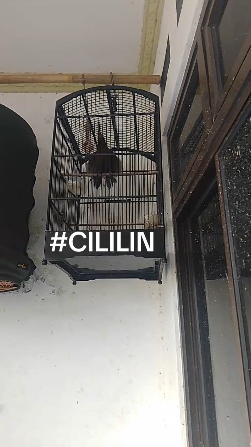 jogetin sad bor dulu gak sihh 🔥🔥😂#viralvideo #masteranburung #cililin #muraibatuindonesia #cucakijo #kicaumania #cendetmaniaindonesia  #kacermaniaindonesia  #smm #kmm 