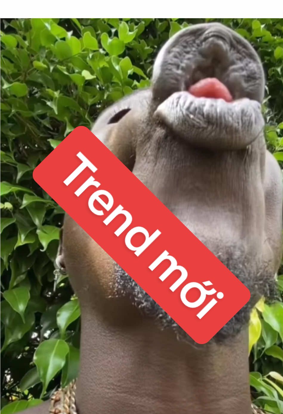 Thử thách cấm cười #cuoivobung 