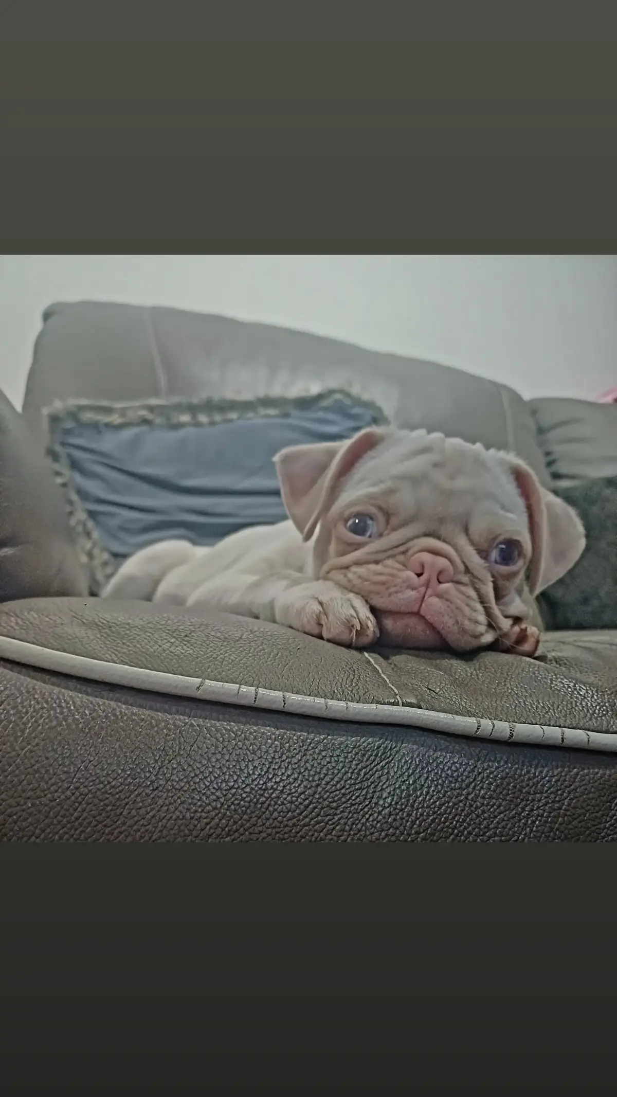 look like an angel 🤣🥰🩵👀#puppy #wild #pug 