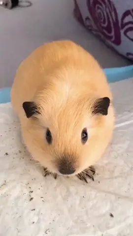 So cute!!!🥰😍😘#guineapig #guineapigs #pet #cute #cutepet #petlover #pettraining #fyp #funny 