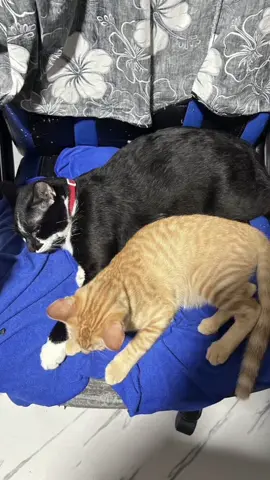 อ้วนผอมจอมซนน😆#แมวส้ม #แมวเปรตของแม่ #แมวอ้วน #ขึ้นฟีดเถอะ #CapCut 