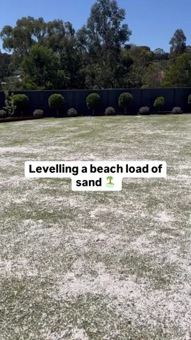 All well and good to throw the sand down, but you’ve got to level it out into the low spots to get best bang for buck! 🏝️  This levelling rake was one of my first lawn care purchases before starting this account and at a metre wide does a cracking job of pushing the sand into any little dips ✅  To level your lawn after top dressing there are cheaper and smaller options of my rake, you could make one out of scrap metal, or look into making a drag mat 💯  Sand used is white washed sand 🏖️ and the reason it’s so crusty is that the day I spread it there was over 20mm of rain and 3 days later was my first opportunity to level it 😂 #lawntok 