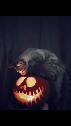 LOLLYHALLOWEEN 🎃🎃 @marco.gerbaldo #kittensoftiktok #bengalcatworld #halloween2024🎃🎃 #bengalsofinstagram #capcut_edit #bengalkitten #bestcats_oftheworld #snowlynxbengal 