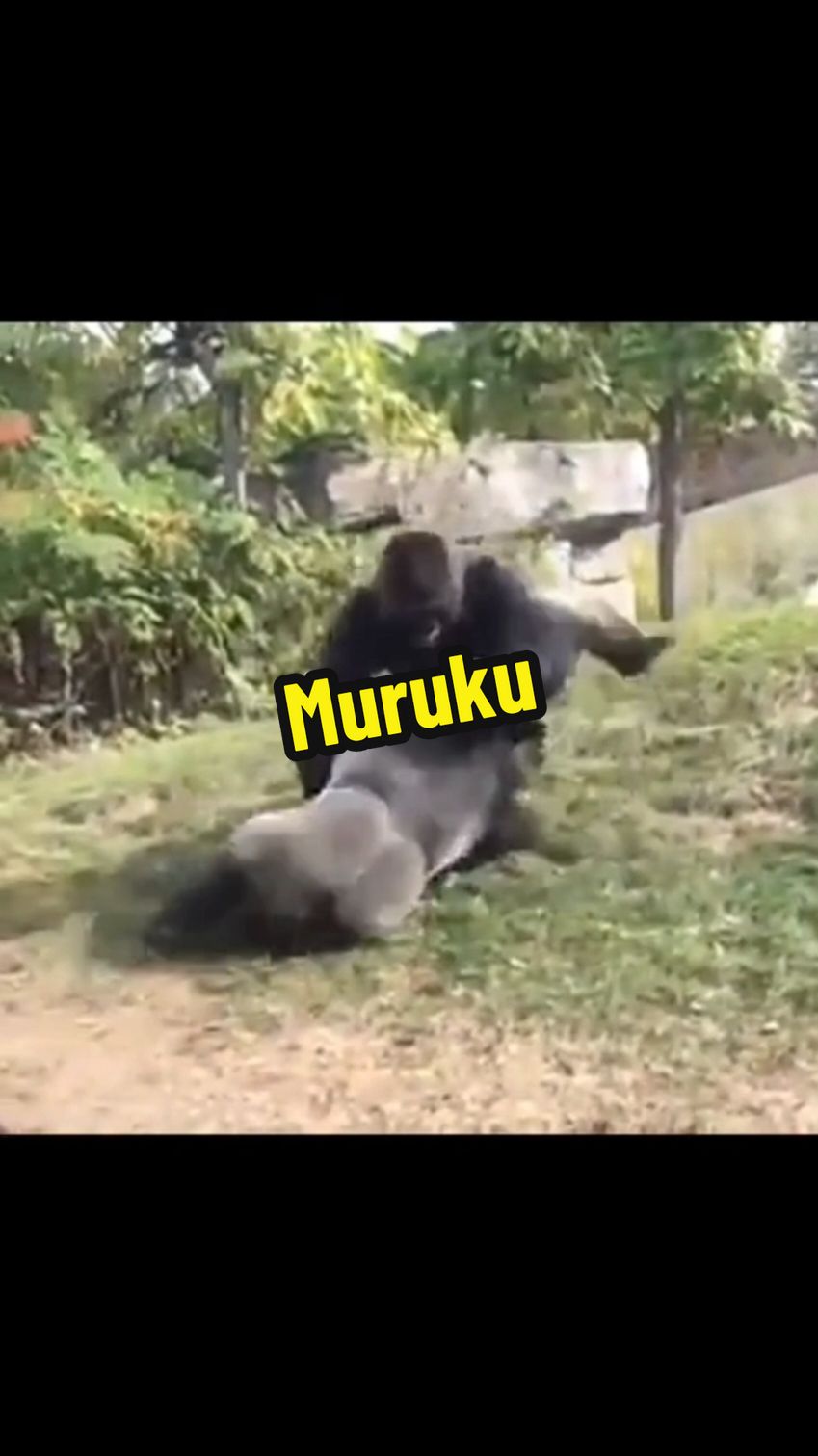 Pesanan moral: Biaq pi kat depa🤣🤣🤣 #gorilla #gaduh #fighting #lucu #ngakak #funnyanimals #funnymemes #laugh #fyp 