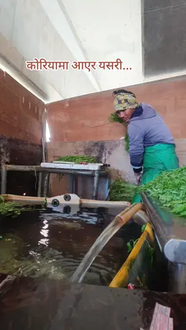 #drive #driver #foryoupage❤️❤️ #आमा #cool #जाडो #दक्षिणकोरिया #nepali #foryou #trending #dreamkorea🇰🇷🇰🇷😘 #eps #struggle #busan #EPS @Laxman Bal🇳🇵🇰🇷 @༺ Ñöřḅõwツ❤️‍🩹 @수닐 따망🎭 @Srijana Ghalan @Lalee Bal 