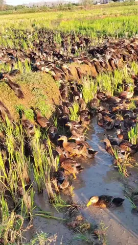 vịt thả đồng #chănnuoicungban #chănnuôi #nongdan 