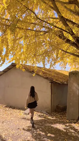 🫧 Mùa thu thật là xên đẹp 🍂🍁 #가을날씨좋다 🍂 #가을사진 📸  #은행나무 ☘️  #거창은행나무마을 🍂🍂 #가을분위기  #titokgiaitri #LearnOnTikTok #trending #xh #fyb #muathuhanquoc #trending #autumn 