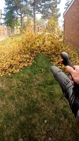 Satisfying leaf blowing!  #leafblower #cleanup #cleaning #landscaping #lawncare #echo #oddlysatisfying 