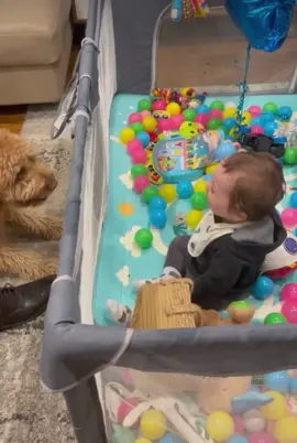 #tik_tok #babylove #baby #dog #dogsoftiktok #cutebaby #cutedog #vairal #fyp #babiesoftiktok #funnybaby #goviral #comedia #live #viral_video #viralvideos 
