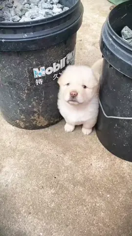 so cute #lovelydogs🐕🐕❤❤ #cutedogs #fyp #dogsoftiktok #xuhuong2024 