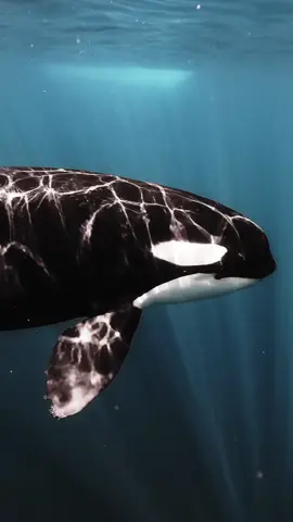 Face to face with the apex of the ocean 🔱 pure respect , live, and curiosity with this orca family  💙  #orca #orcas #orcaencounter #ocean #poseidon #freedive #swimming 