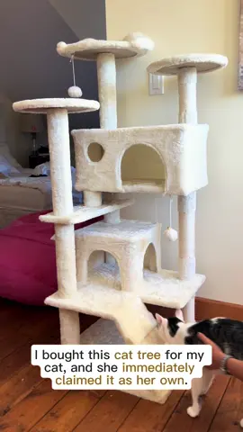 My cat is madly in love with this tree! Had to share as one of the quality products sold in TikTok shop! Very reasonably priced #mortgagecowgirl #stearmanranch #wildheartranch @MuricaMugYeah 