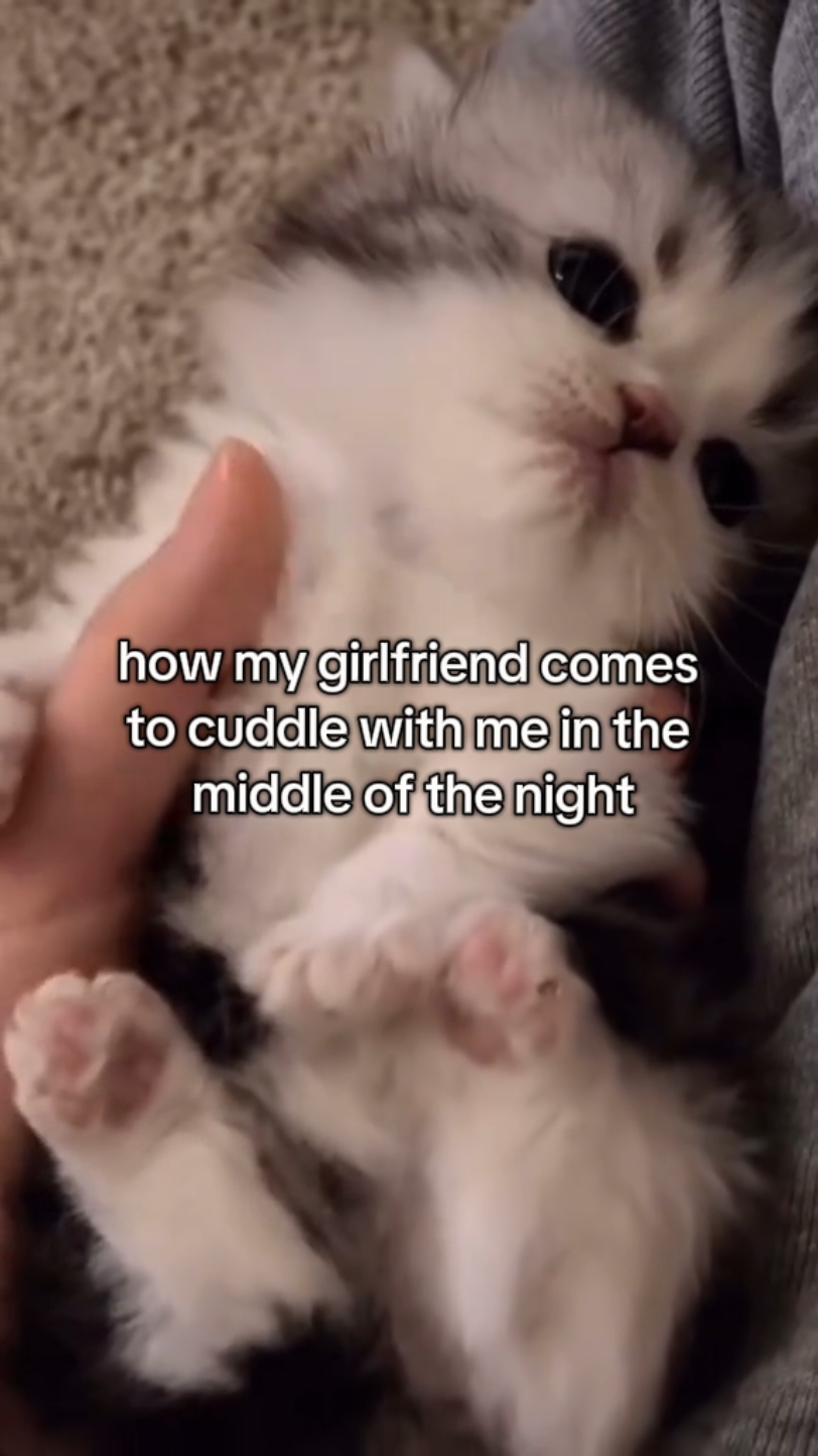 she's so cute when she's eepy <3 #cats #loveyou #blowup #funnyvideo #catsoftiktok #gf #pookie #goviral #fyp #kitten #eepy #lovely 