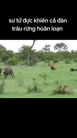 👑sư tử săn mồi #thegioidongvat  #dongvathoangda #vuasutu🦁 #sanmoi  #xh #tiktok #viral 