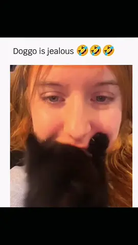 Funny dogs compilation #funnydog #funnypet #cutedog #dogsoftiktok #doglover #dog 
