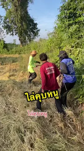 ไล่คุบหนู #เกี่ยวข้าว #tik_tok #หาหนูนา #ธรรมชาติบ้านนอก 