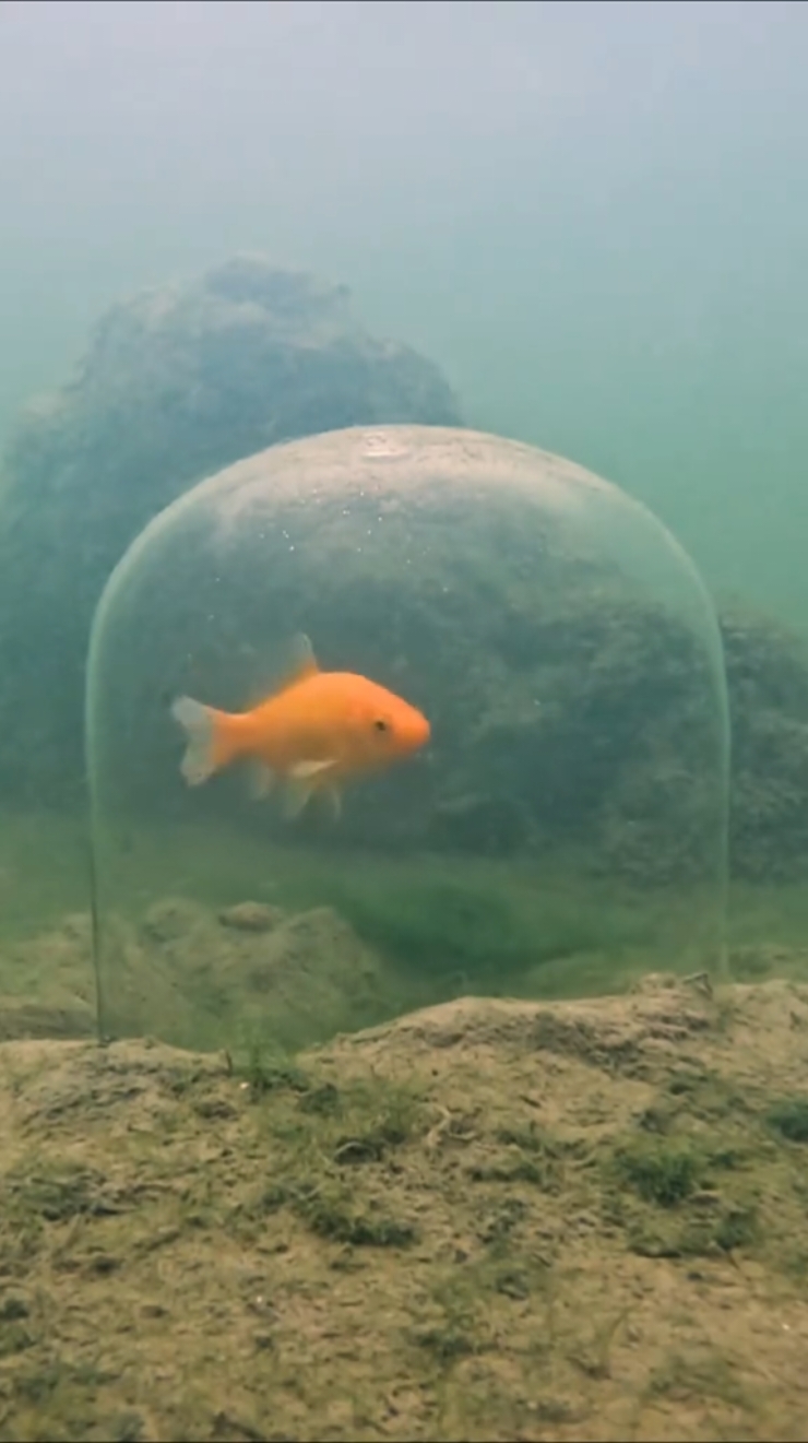 Oops, sorry pike, not this time... #pike #fishing #underwaterworld #underwater #pikeattack #fish #angler #pikefishing #fishingvideo #fishingexperience #livebait #baitfish #underwatercamera #underwateraquarium #goldfish 