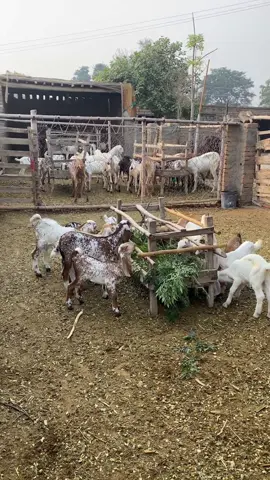 Biggest Goat farm #goatfarm #petsvlogs #goatbaby #minizoo #makhicheenigoat 