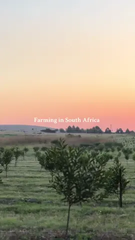 Its a blessing 🚜 #farmlife #fyp #agriculture #simpleliving #greenscreen #relatable #tiktoksouthafrica 