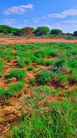 sida dayr barwaaqa ah #foryoupage❤️❤️ 