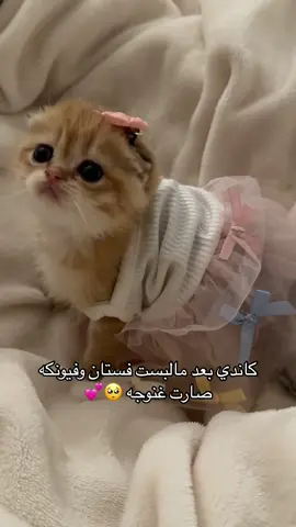 النظرات اخر المقطع قلبي الصغير لا يحتمل 😪( كاندي متوفره للب-يع للتواصل خاص📥) ‏‎#بيرشن #fyp #foryou #اكسبلور #مالي_خلق_احط_هاشتاقات #للبيع #قطط #كيتن #بيكي #بيكي_فيس #الرياض #السعودية #بسس #مياو #مياو🐈  