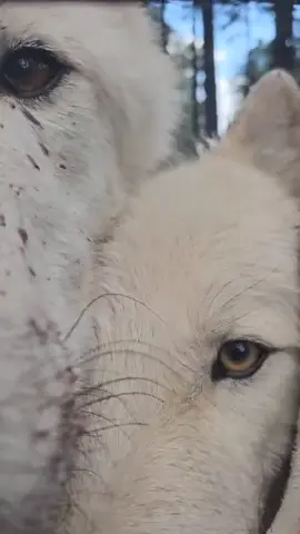 Cause of Death: Intense Sniffing ‼️ #bearizona #wildlifepark #wolf #wolfpack #asmr 