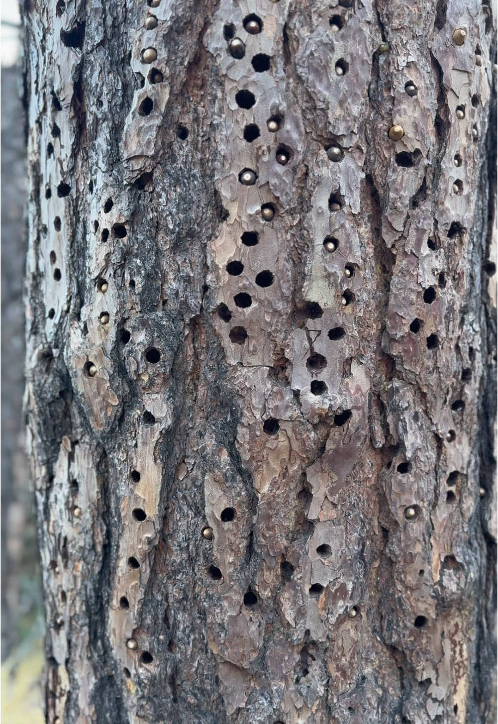 Just look at how woodpeckers hammer acorns into trees 🐦‍⬛🐦‍⬛🌲#acorn #woodpicker #pinnaclesnationalpark #nature #Hiking #california #bird 
