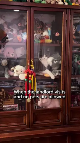 “Idk what you’re talking about, it’s just stuffed animals” 🧸🤪 #cat #funnycat #catmemes #catlife #PetsOfTikTok #britishshorthair #britishshorthaircat #neko #funnycatvideo 